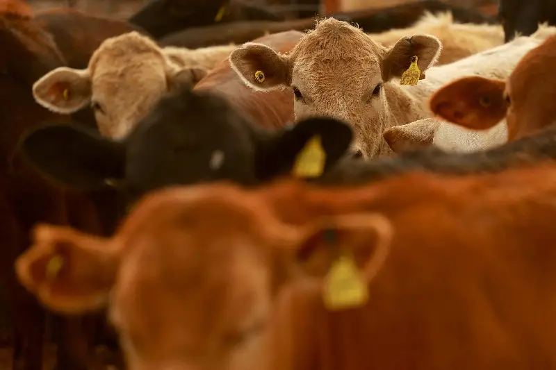 Brasil prioriza estados do Sul em negociação para vender carne bovina ao Japão e irrita frigoríficos de outras regiões - Imagem do artigo