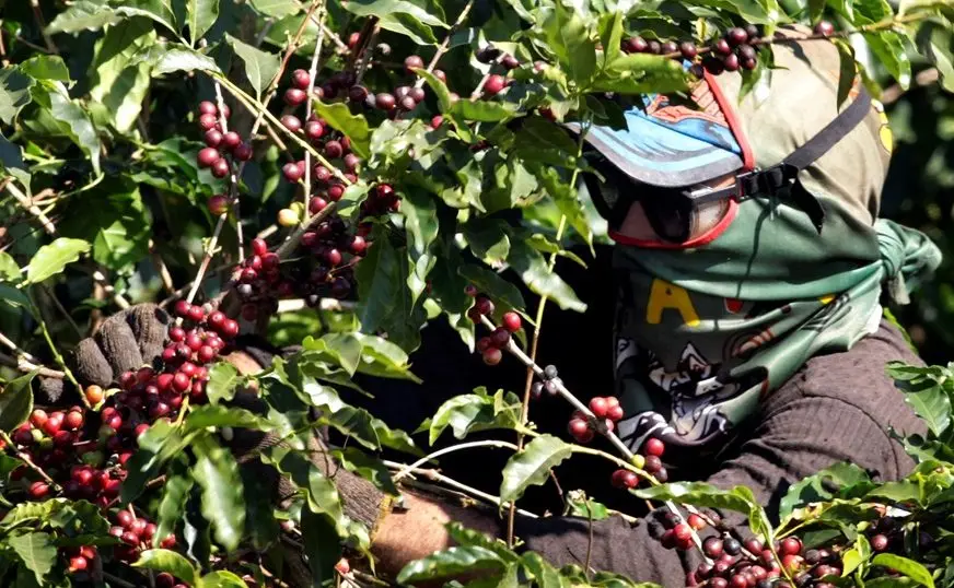 Tarifa de 50% faz exportações brasileiras de café aos EUA caírem 55% em agosto - Imagem do artigo